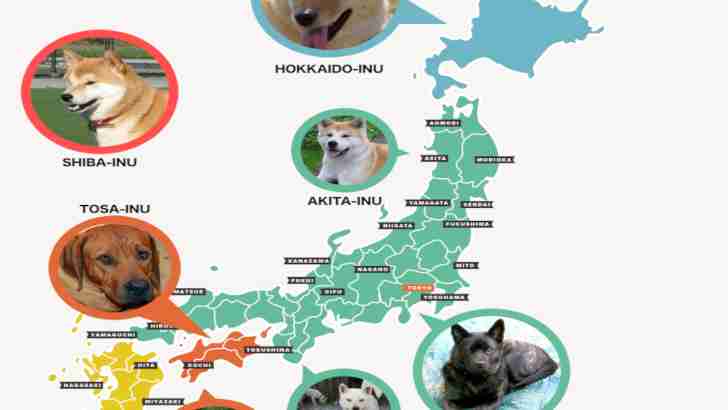 海外 日本犬を知りたい人必見マップ おもしろい 全種欲しいぜ 東京犬はいるの Prizzm